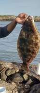 Image of Dappled flounder