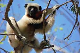 Image of Coquerel's Sifaka