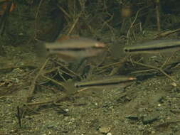 Image of Rainbow gudgeon