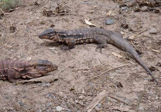 Image of Red Tegu