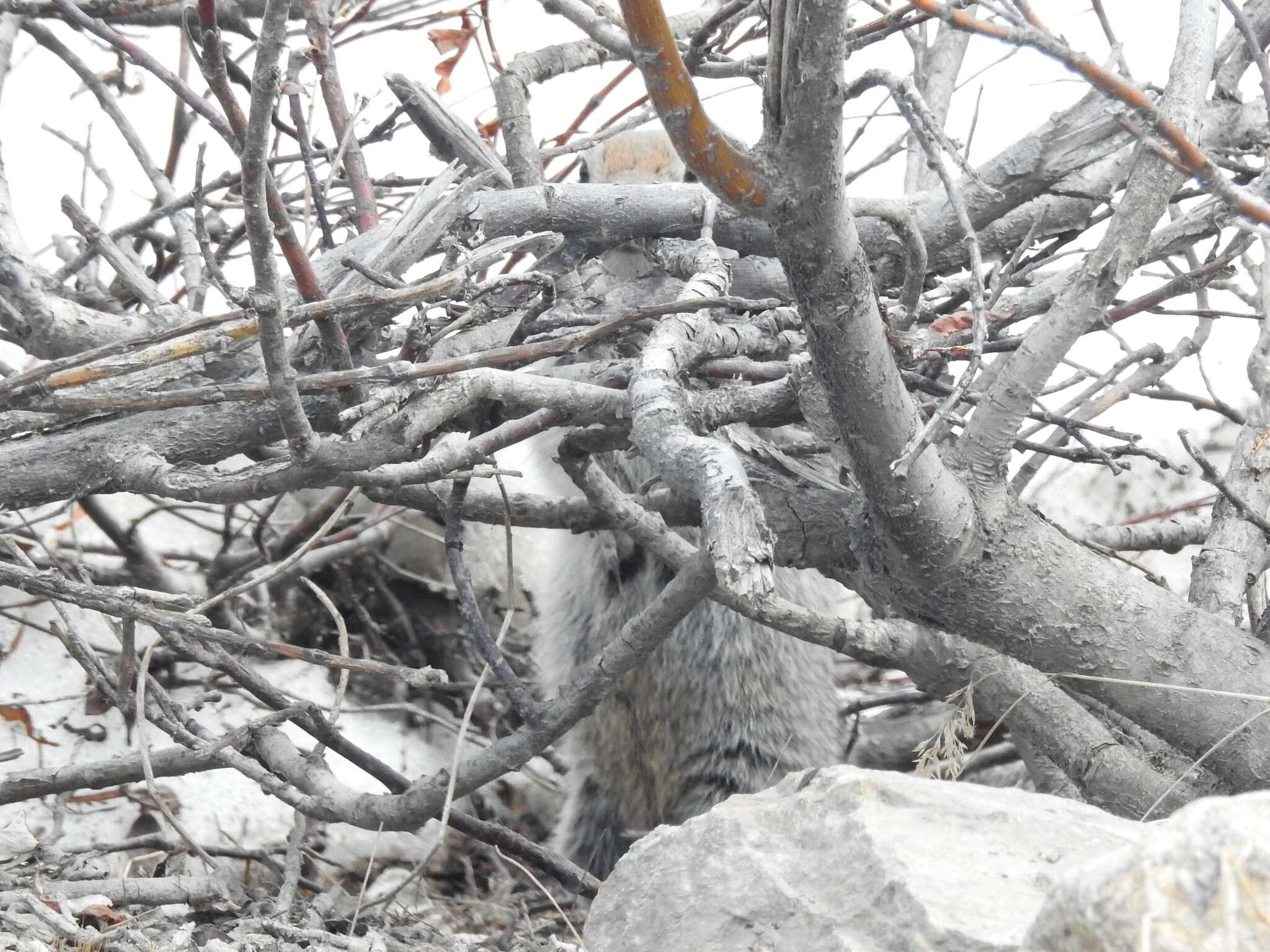 Image of Arctic ground squirrel