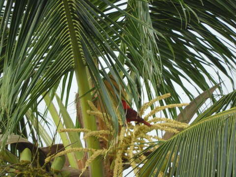 Image of Cardinal Lory