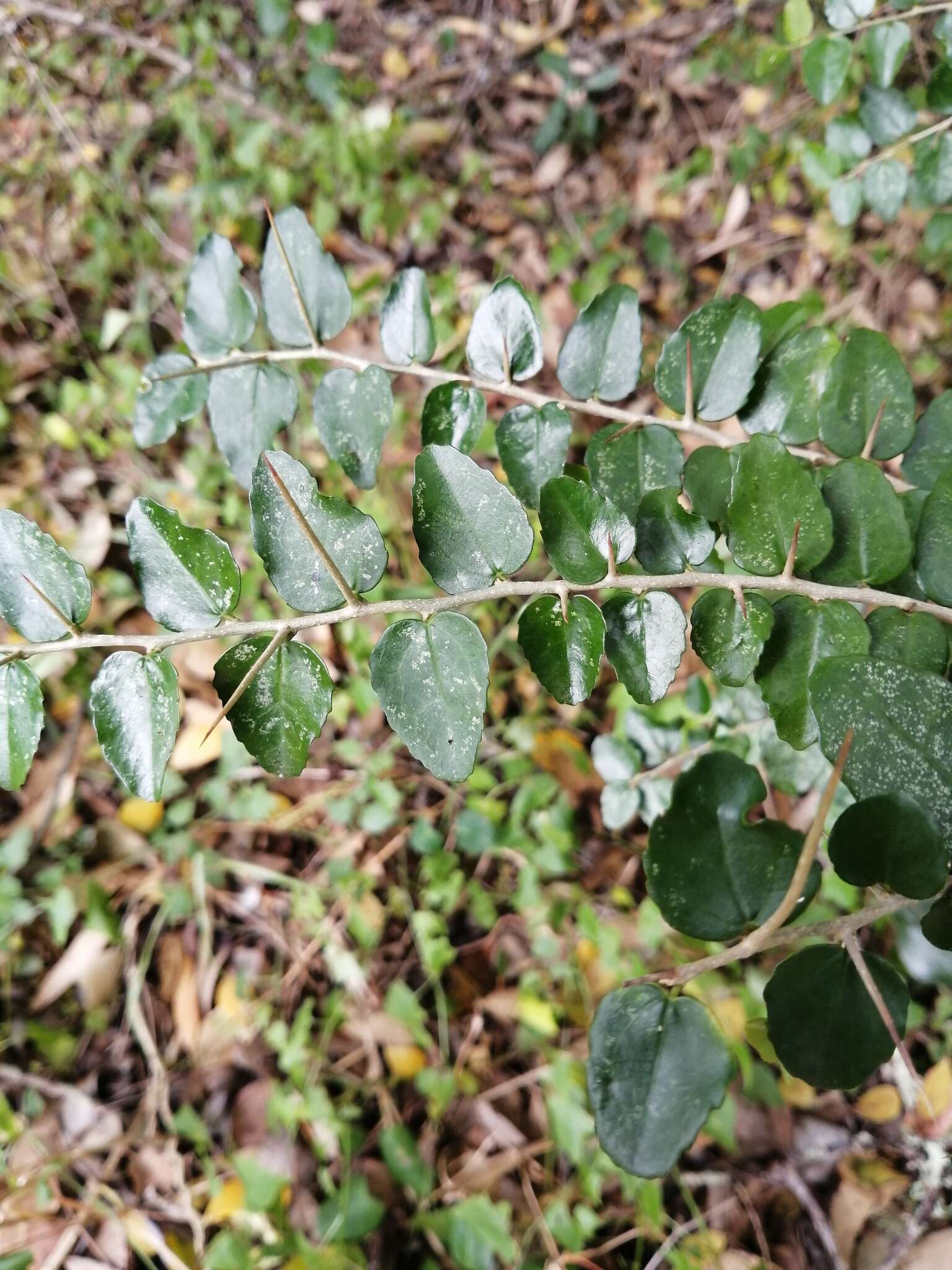 Image of Common sour-berry