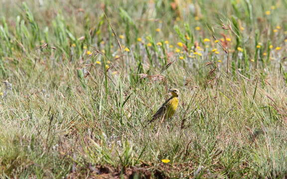 Image de <i>Hemimacronyx chloris</i>