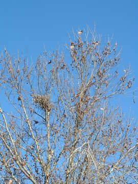 Plancia ëd Platanus orientalis L.