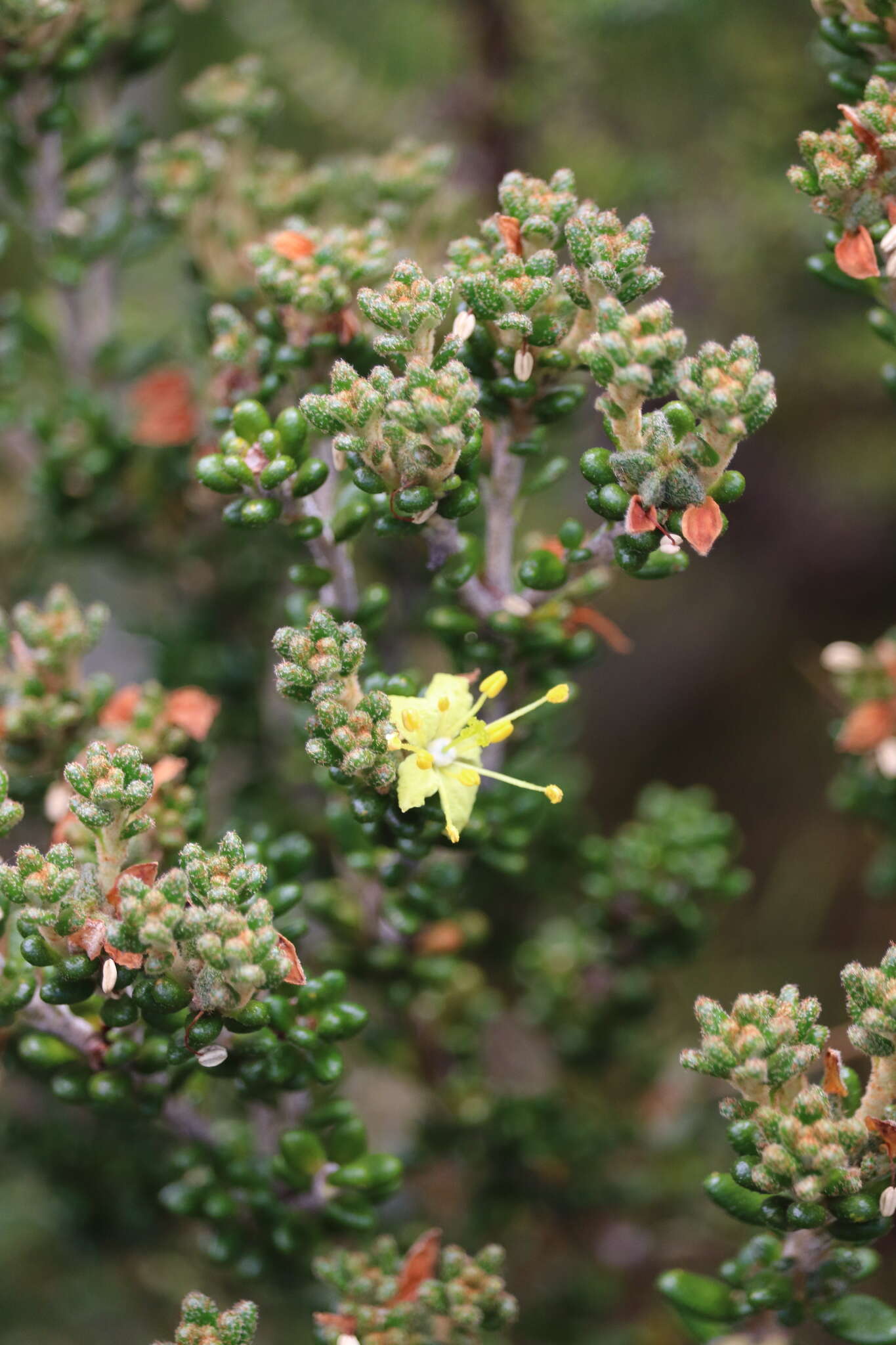 Image of Asterolasia trymalioides F. Müll.