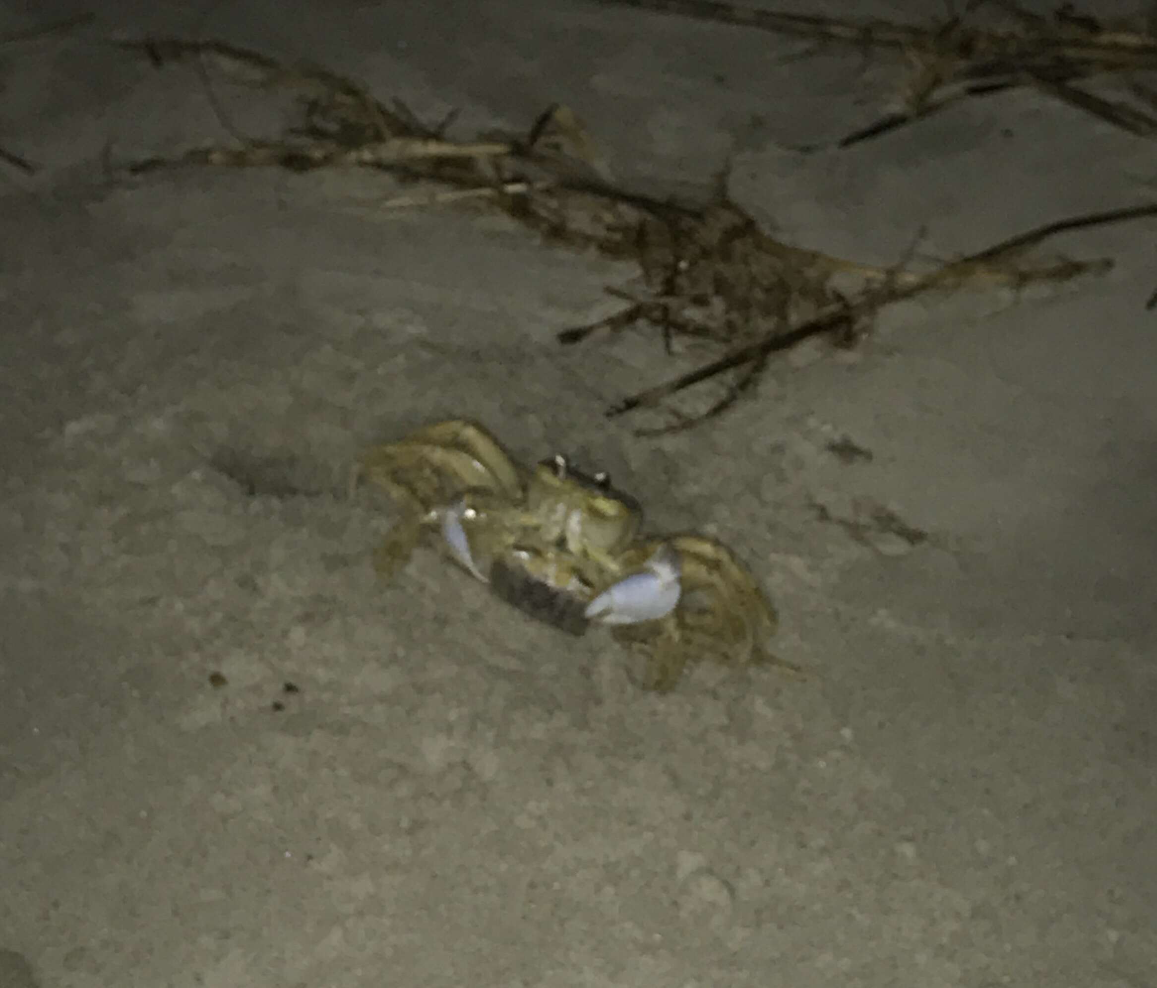 Image of Atlantic Ghost Crab