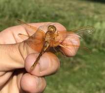 Sympetrum croceolum (Selys 1883) resmi