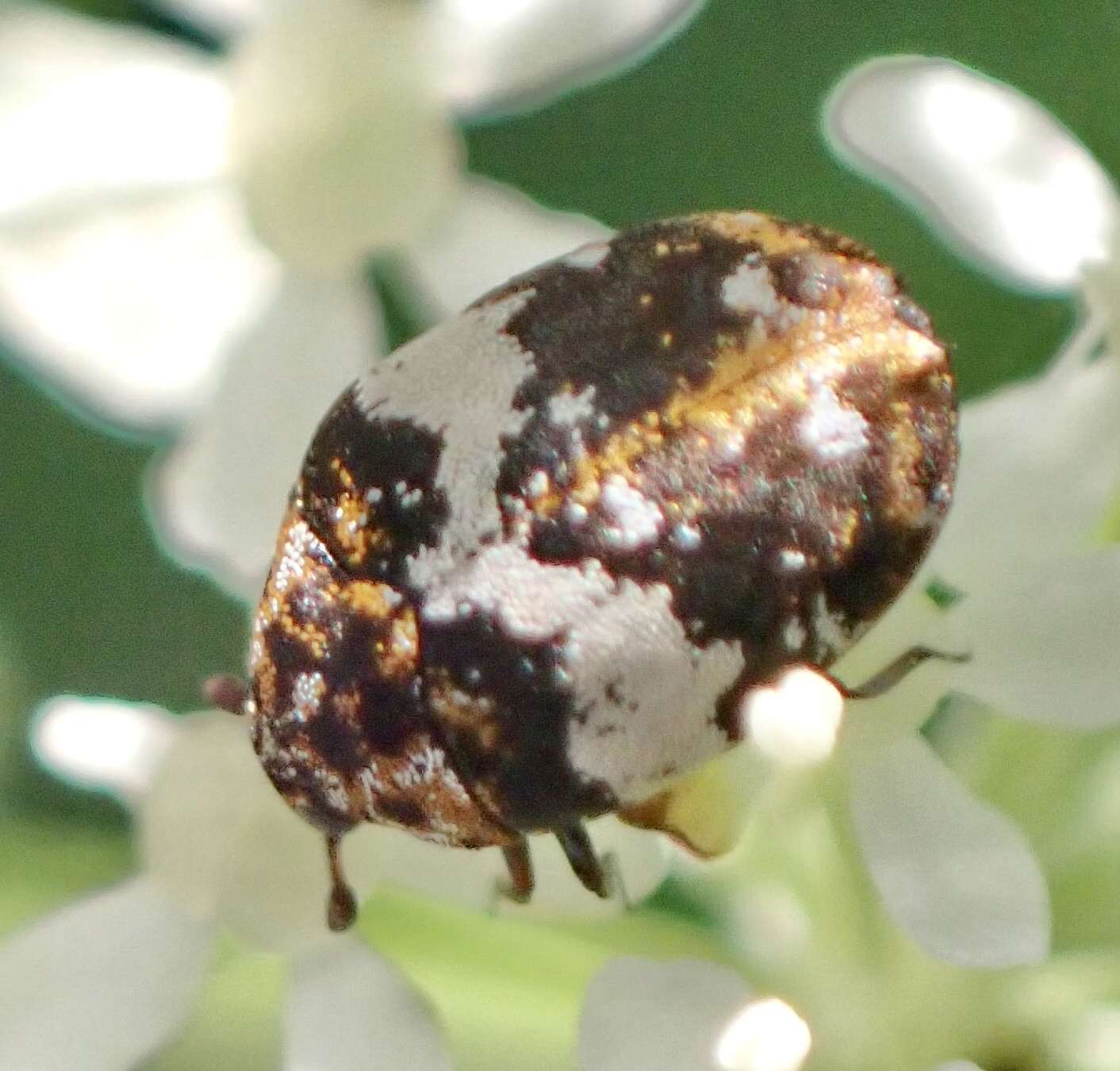 Image of Dermestid beetle