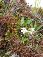 Imagem de Ourisia macrophylla subsp. macrophylla