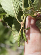 Image of thinleaf alder