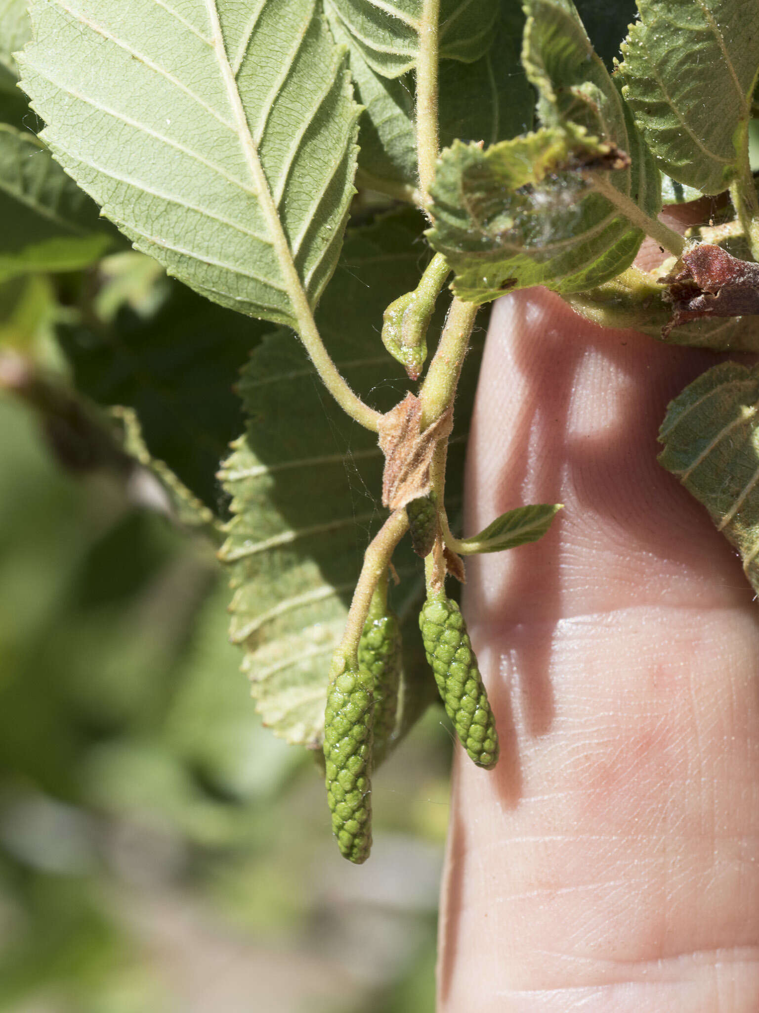 Image of thinleaf alder