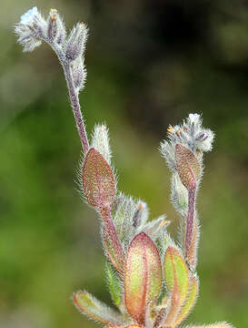 Image of Myosotis minutiflora Boiss. & Reuter