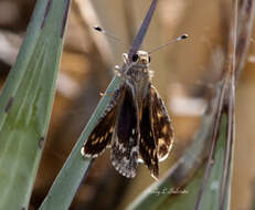 Agathymus stephensi Skinner 1912 resmi