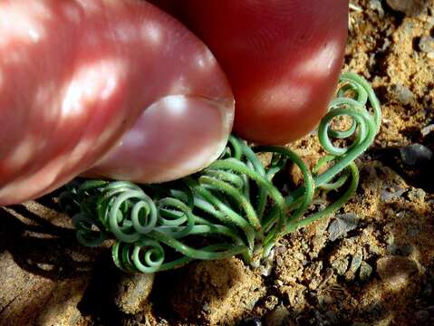 Image of Albuca spiralis L. fil.