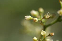 Image of Peruvian peppertree