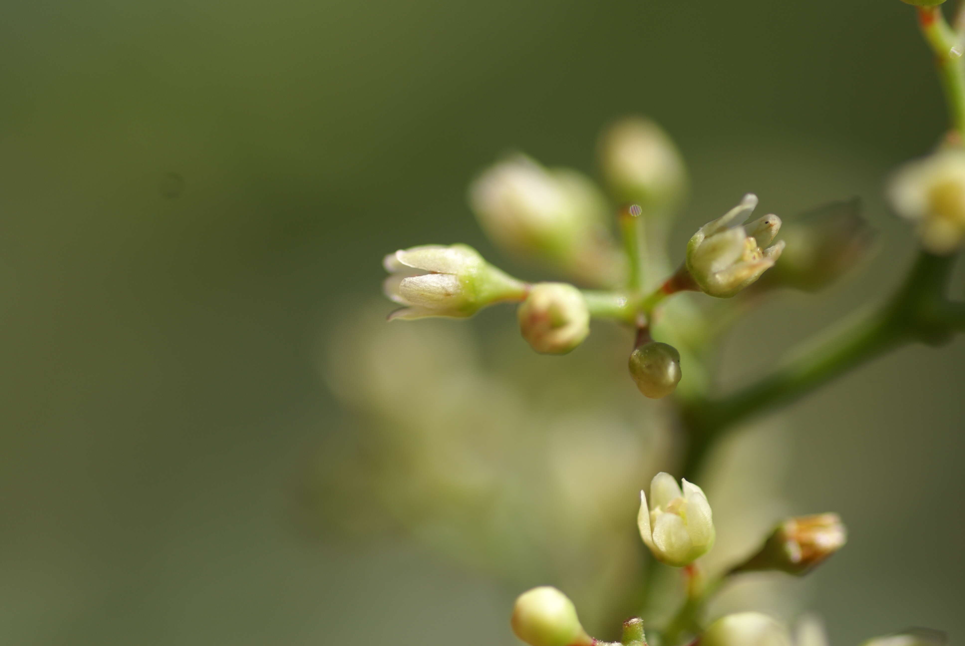 Image of Peruvian peppertree