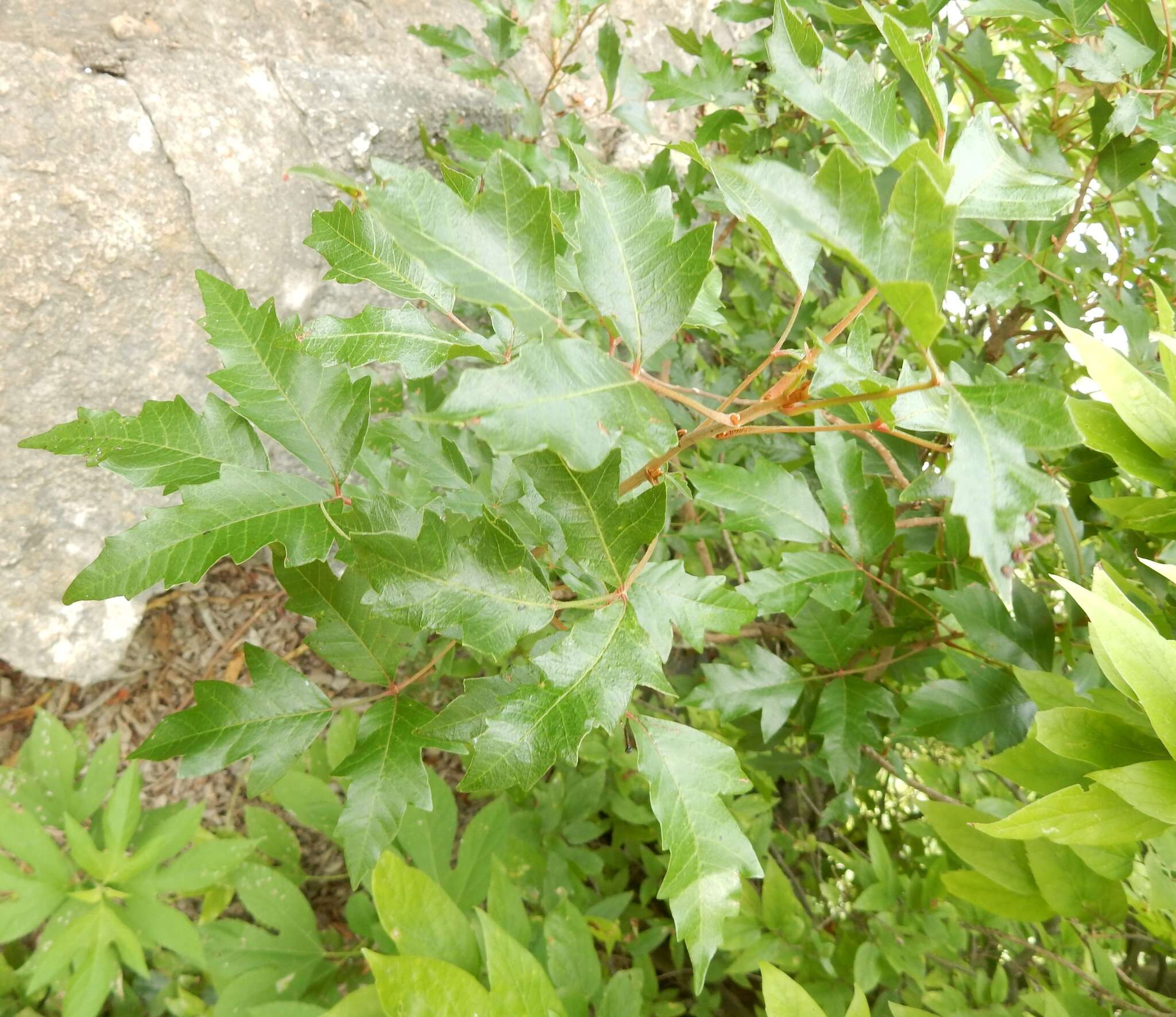 Image of eastern poison ivy