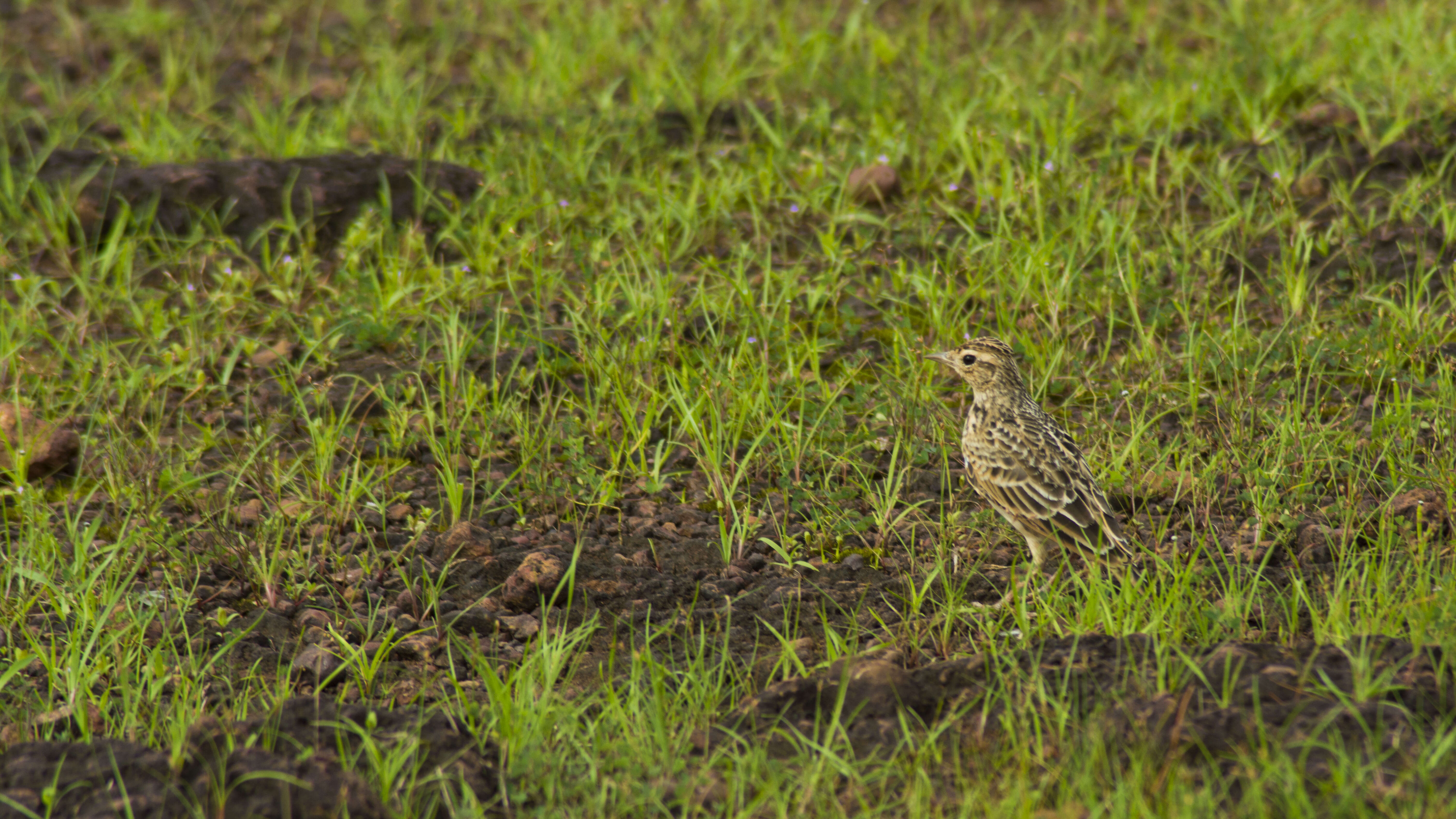 Image of Oriental Skylark