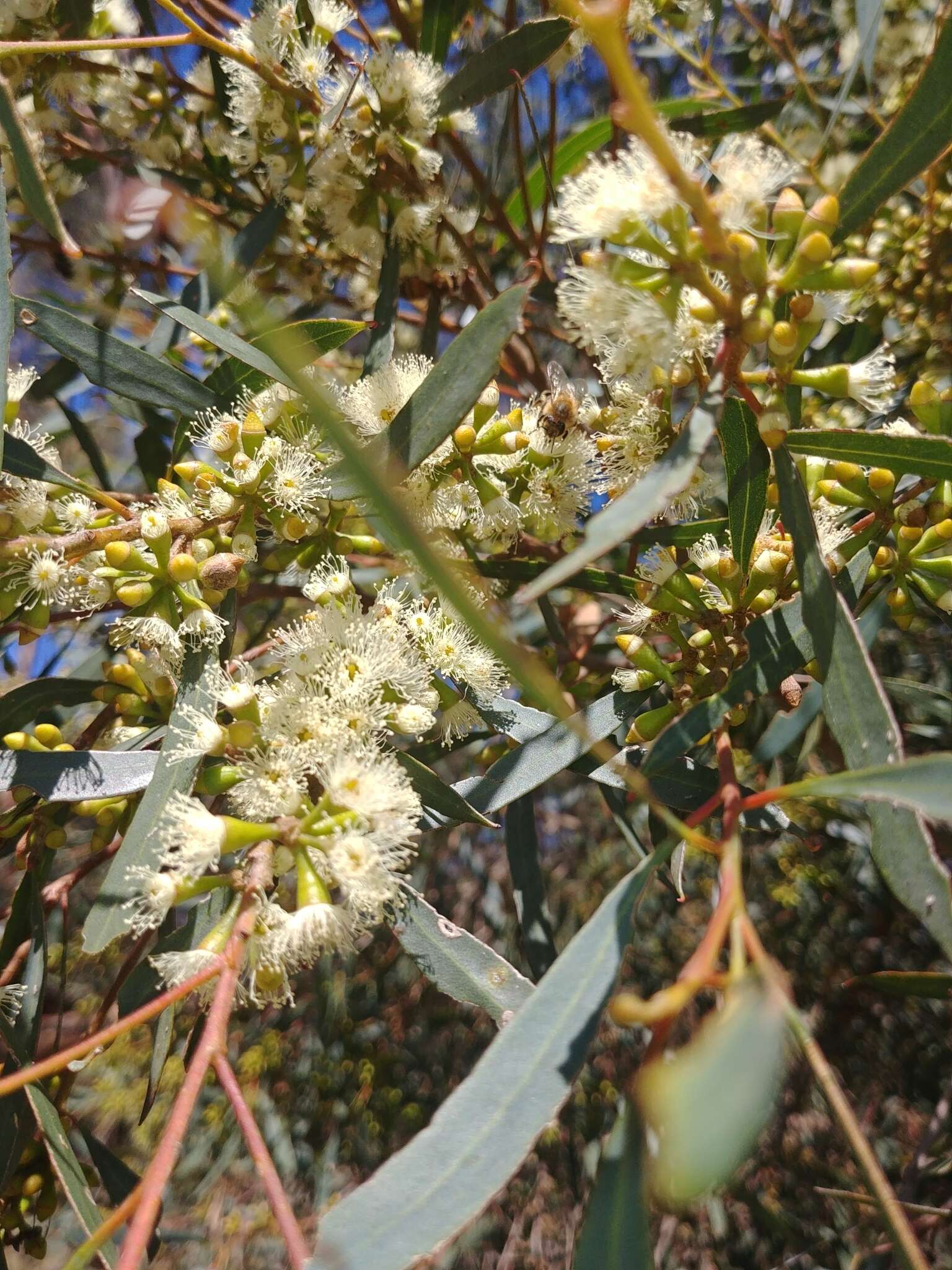 Image of Eucalyptus odorata Behr