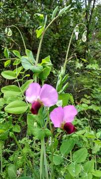 Image of wild pea