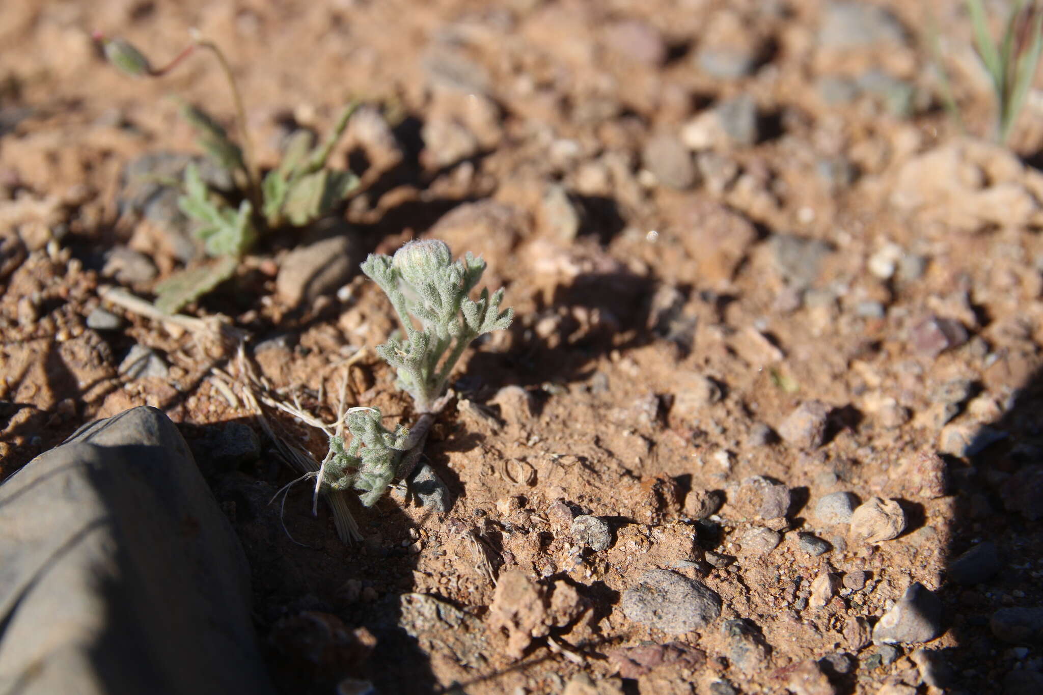 Image of Anthemis melampodina Del.