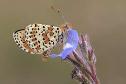 Image of Red-Band Fritillary