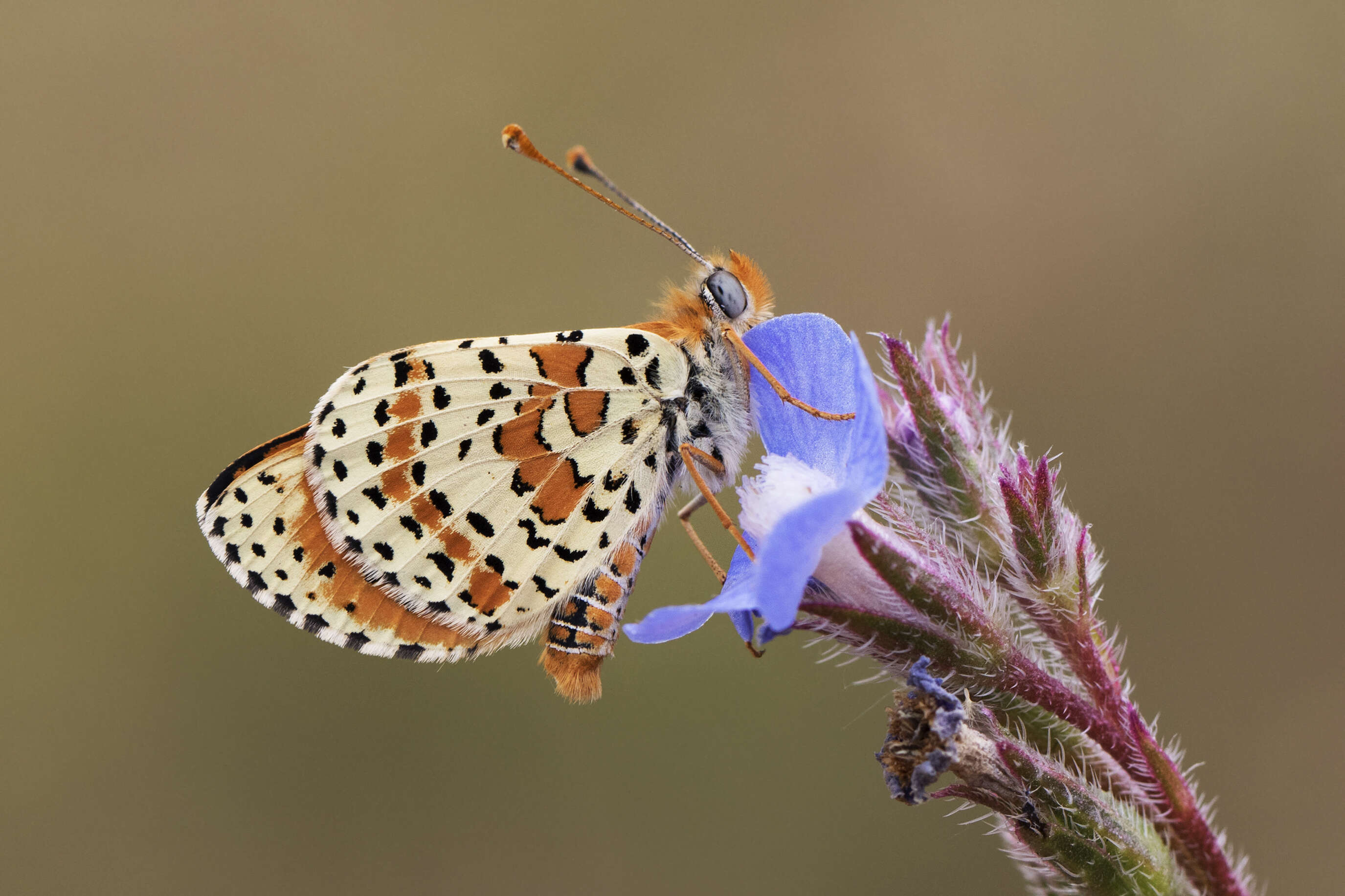 Image of Red-Band Fritillary