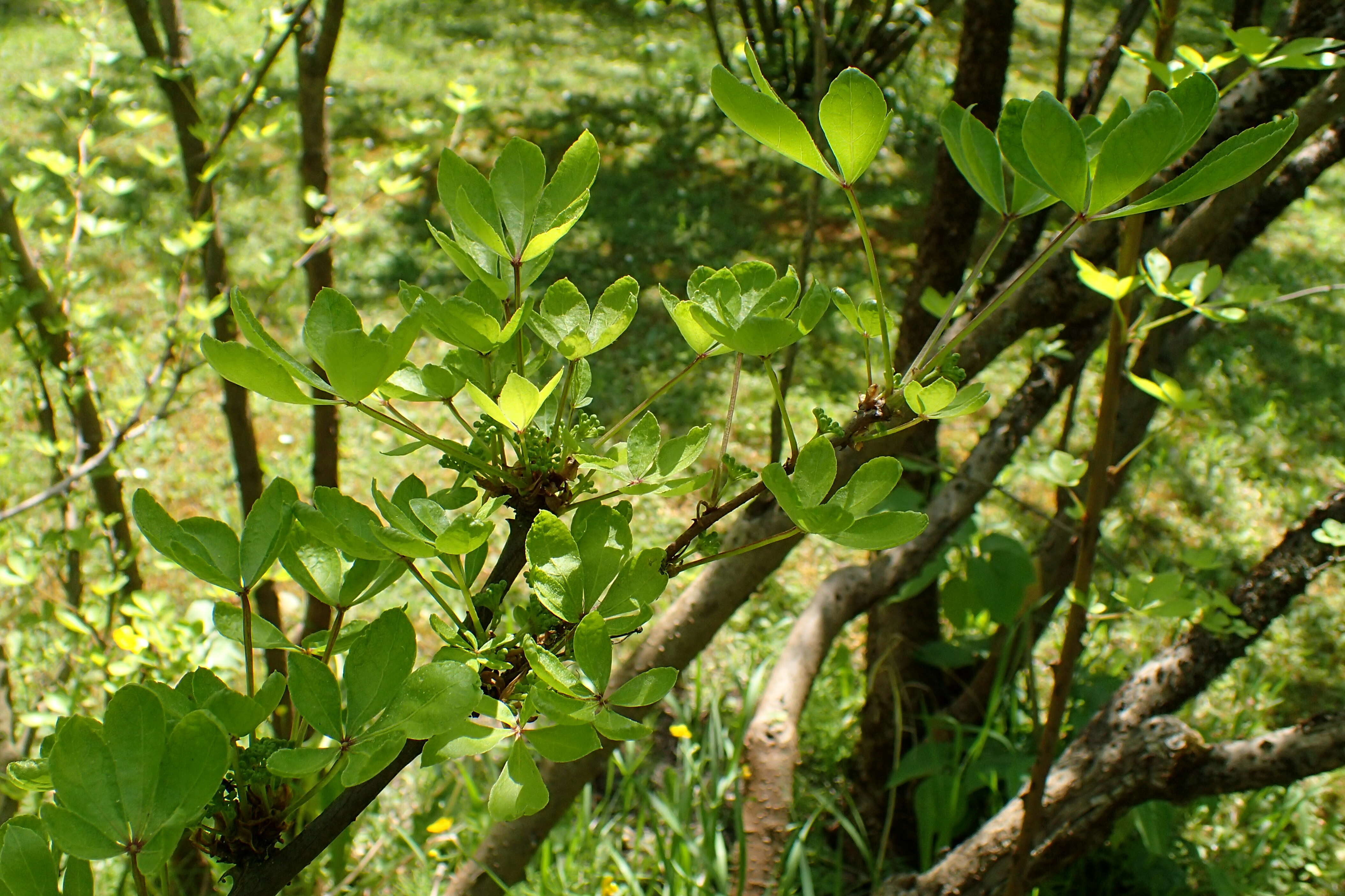 Image of Eleutherococcus nodiflorus (Dunn) S. Y. Hu