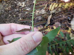 Plancia ëd Polystichum acrostichoides (Michx.) Schott