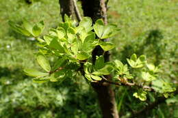 Image of Eleutherococcus nodiflorus (Dunn) S. Y. Hu