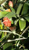 صورة Guzmania osyana (É. Morren) Mez