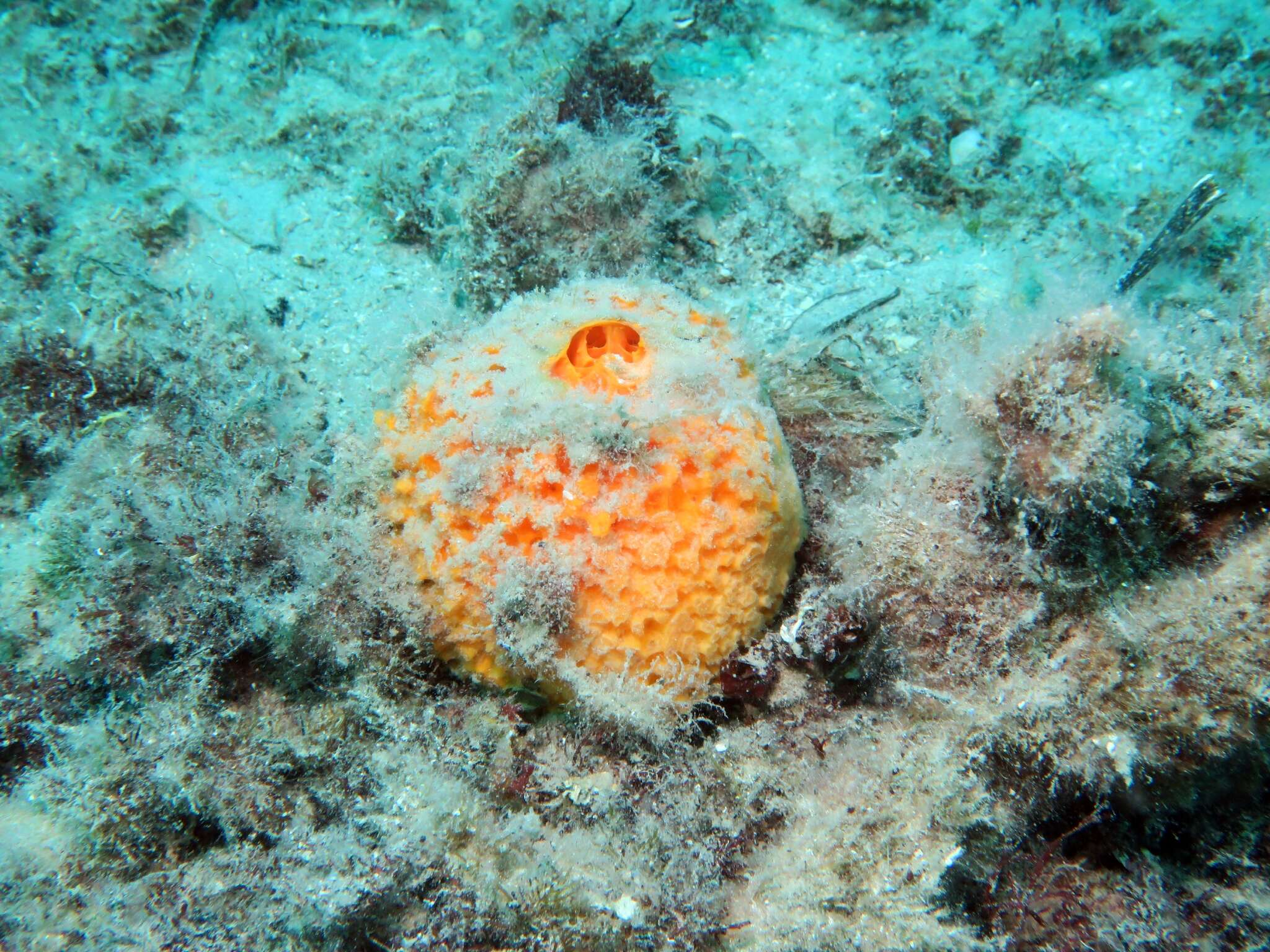 Image of golf ball sponge