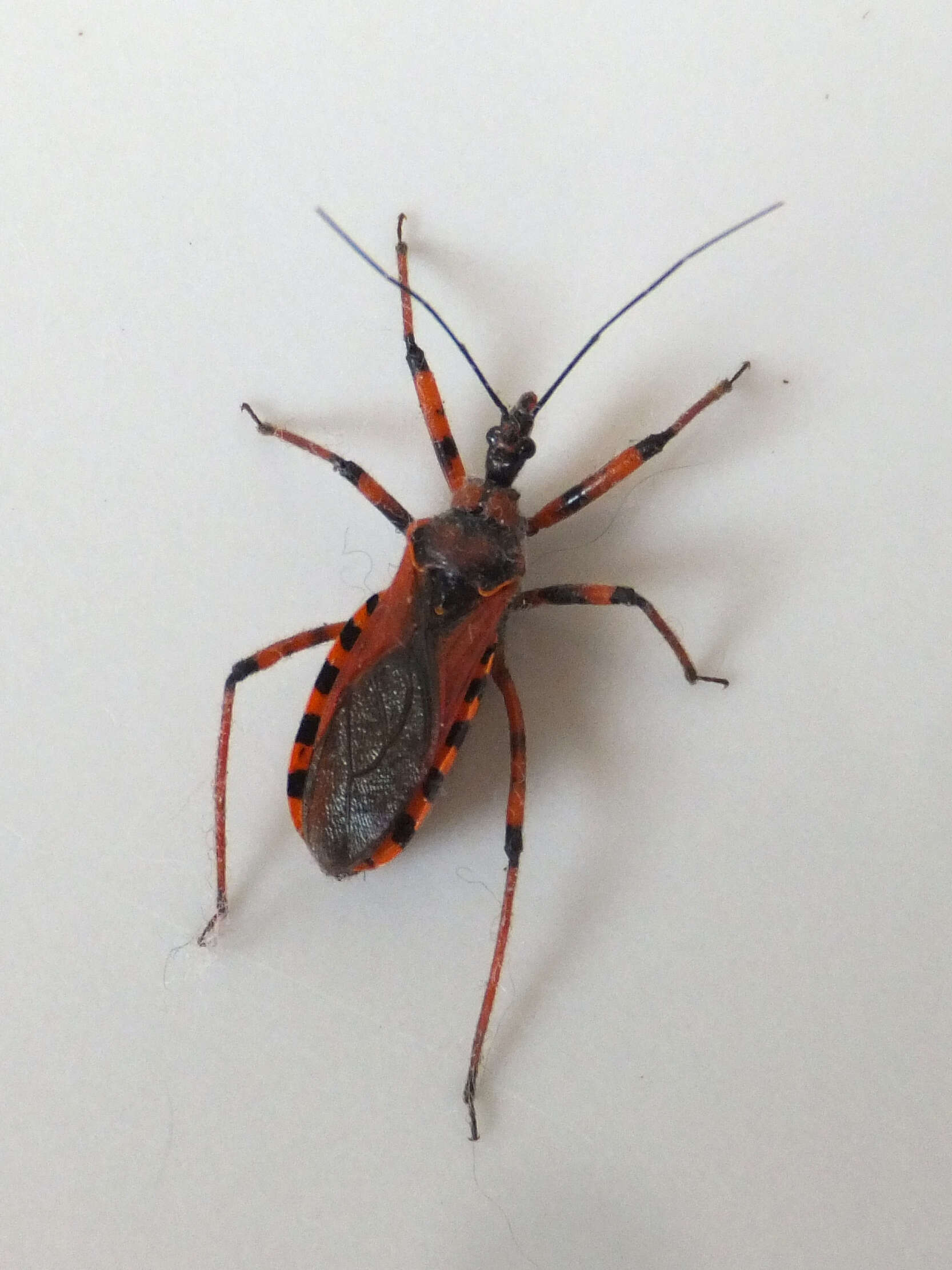 صورة Rhynocoris iracundus (Poda 1761)