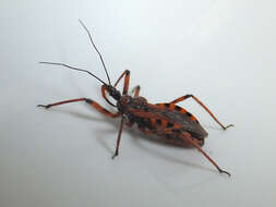 صورة Rhynocoris iracundus (Poda 1761)