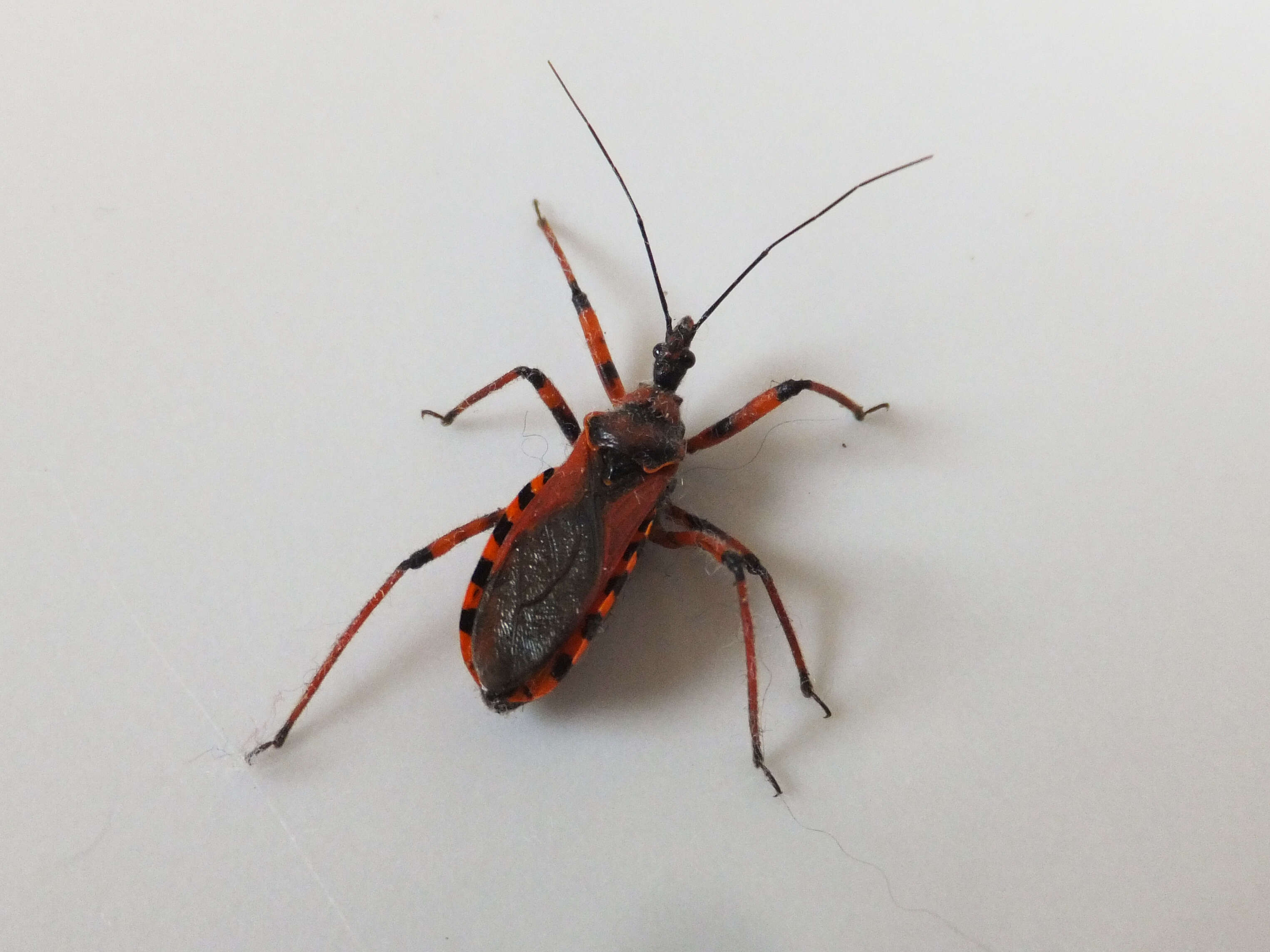 صورة Rhynocoris iracundus (Poda 1761)