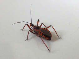 صورة Rhynocoris iracundus (Poda 1761)