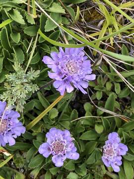 Image of Scabiosa lacerifolia Hayata