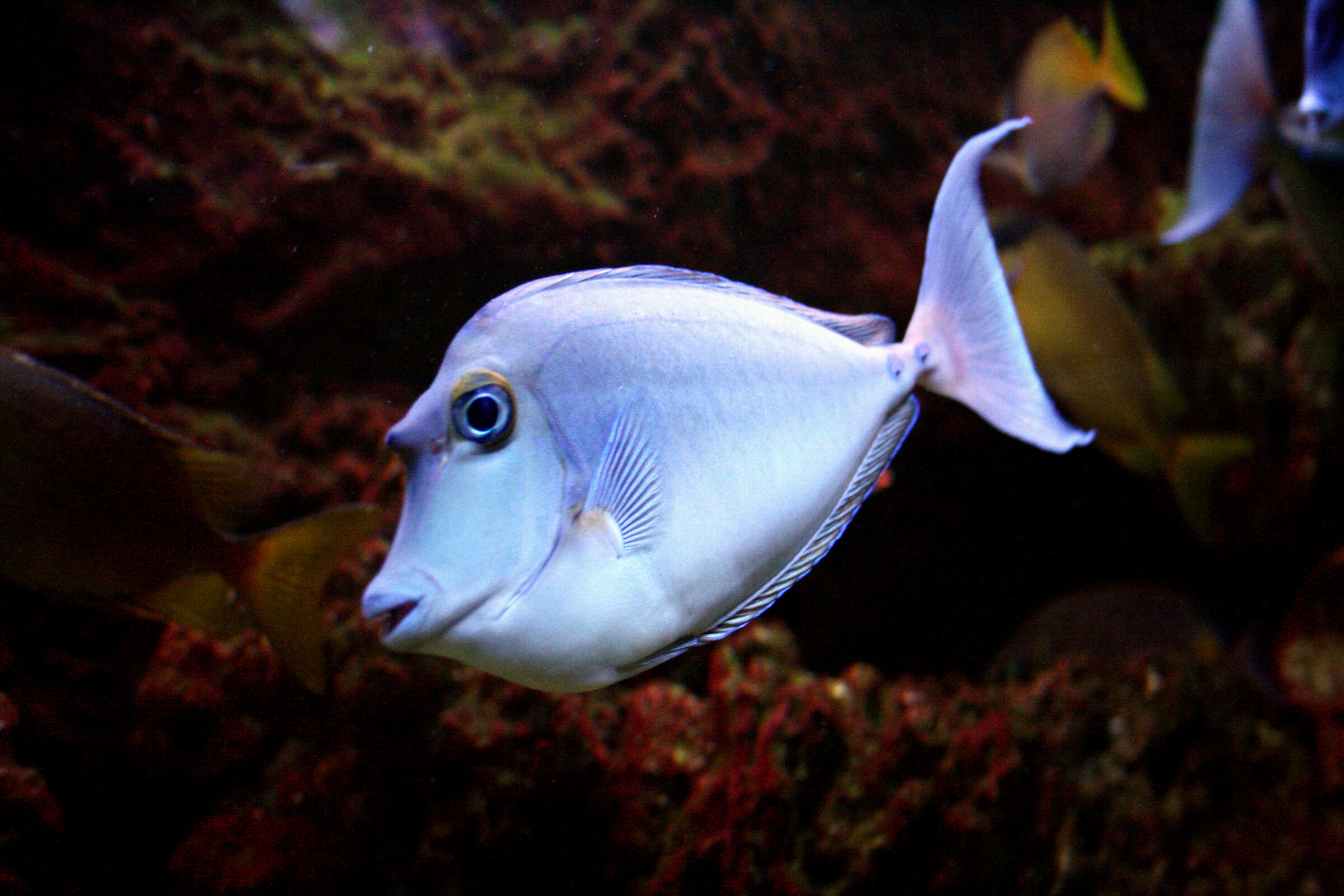 Image of Bluespine Unicornfish