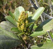 Image of Laurophyllus capensis Thunb.