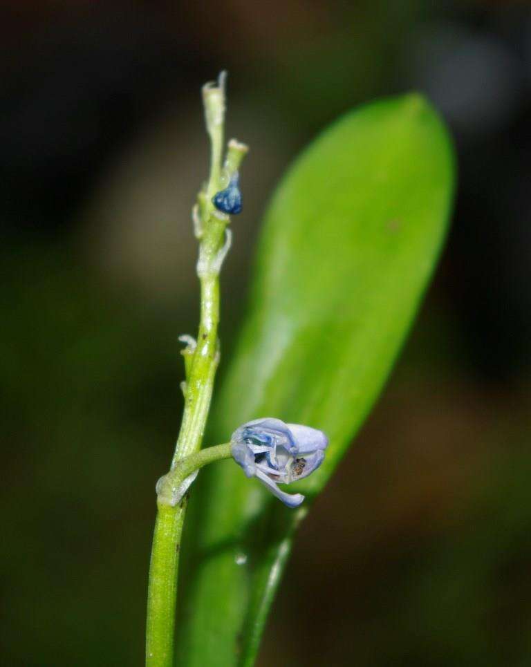 Image of Hyacinthoides aristidis (Coss.) Rothm.