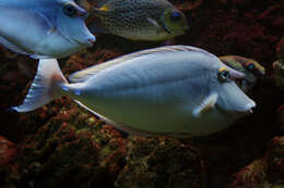 Image of Bluespine Unicornfish