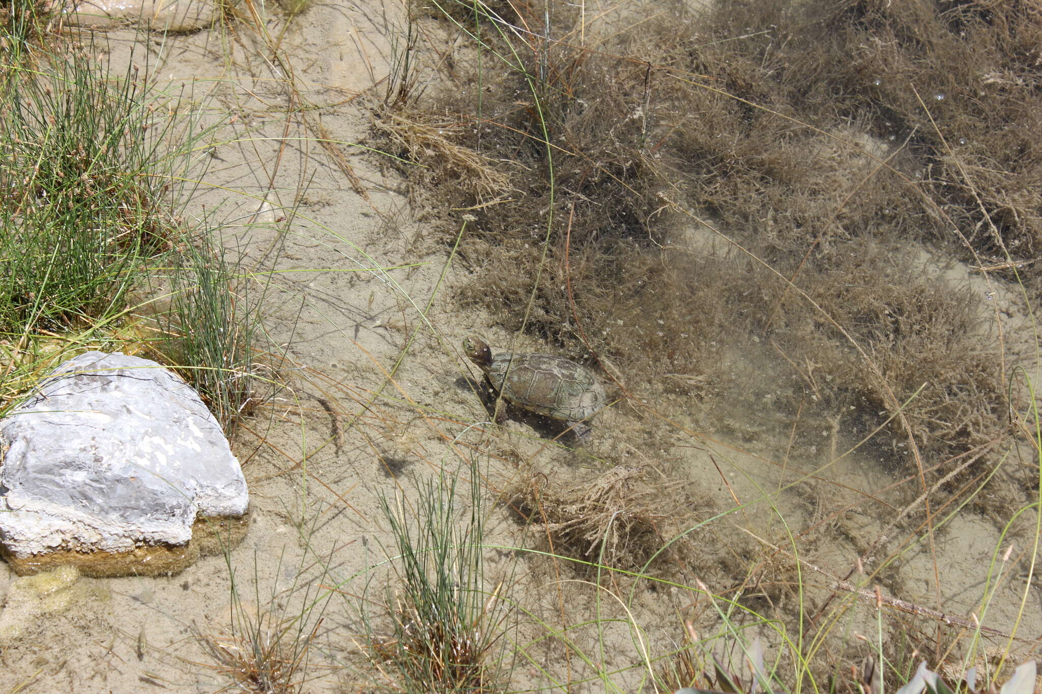 Image of Coahuilan box turtle