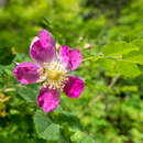 Image of Rosa gymnocarpa subsp. helleri (Greene) Ertter & W. H. Lewis