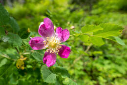 Rosa gymnocarpa subsp. helleri (Greene) Ertter & W. H. Lewis resmi