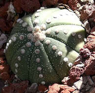 Image of Sand Dollar Cactus