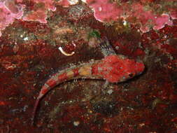 Image of Plumose sculpin