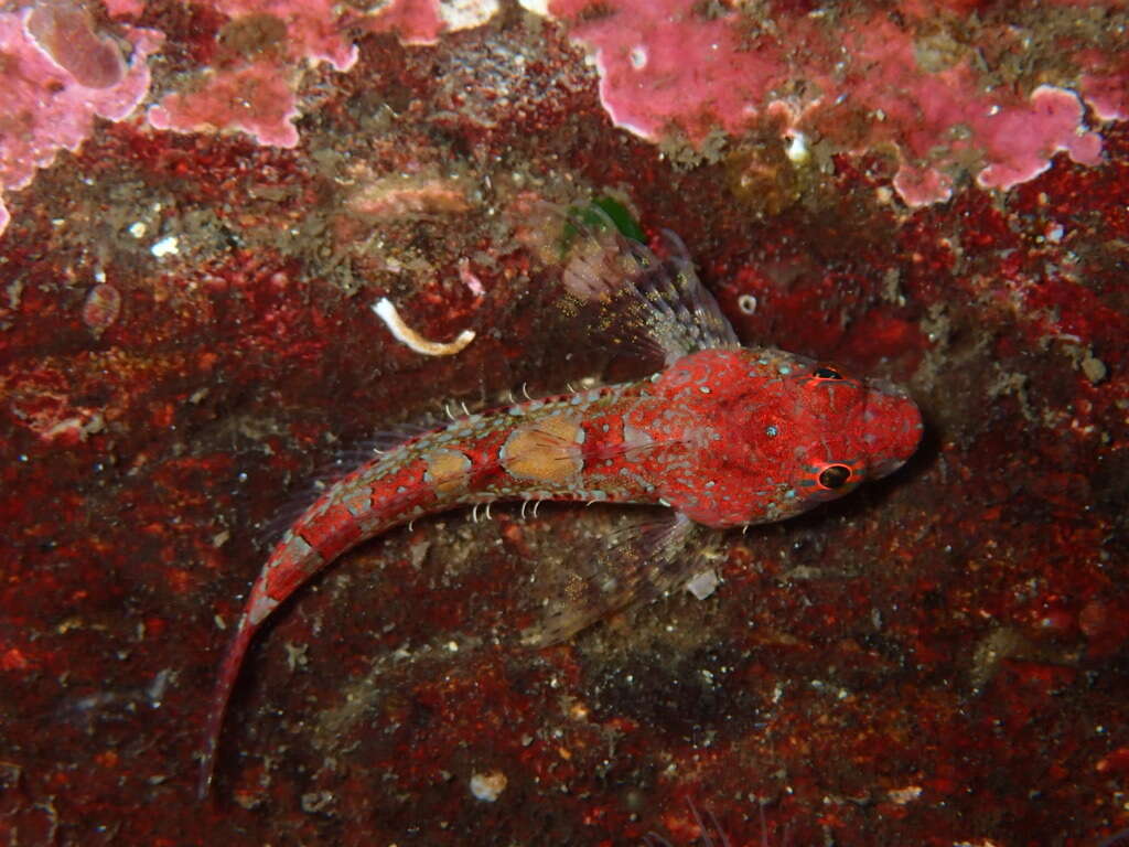 Image of Plumose sculpin