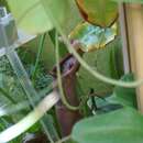 Image of Nepenthes petiolata Danser