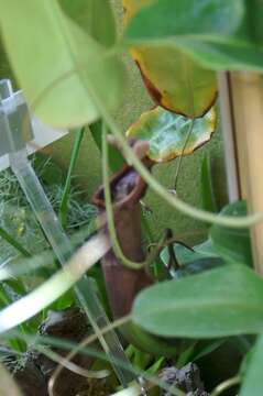 Image of Nepenthes petiolata Danser